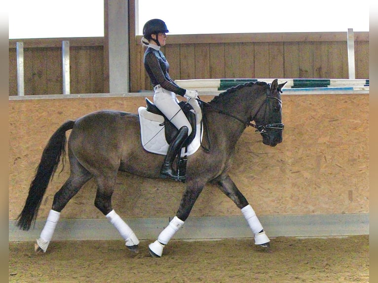 Pony tedesco Castrone 6 Anni 154 cm in Crailsheim