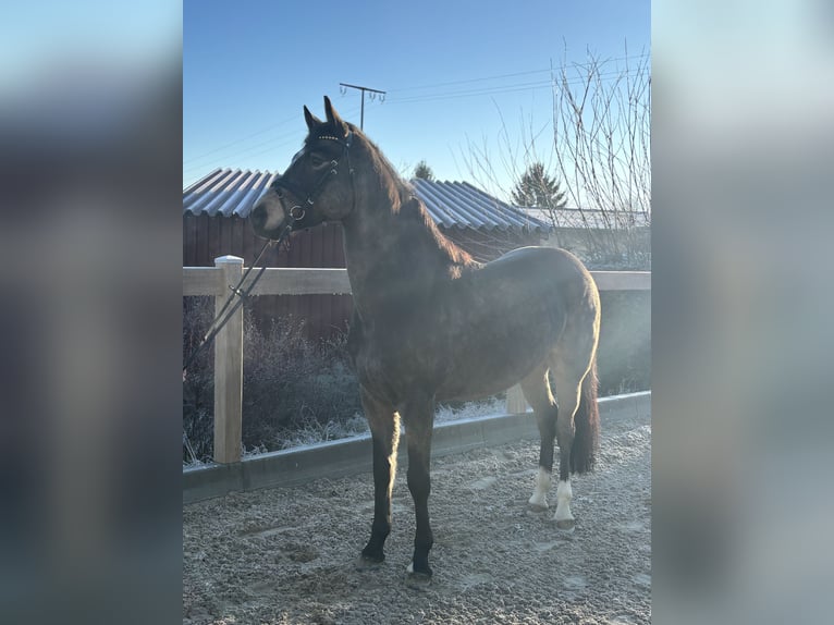 Pony tedesco Castrone 6 Anni 155 cm Baio in Iggingen
