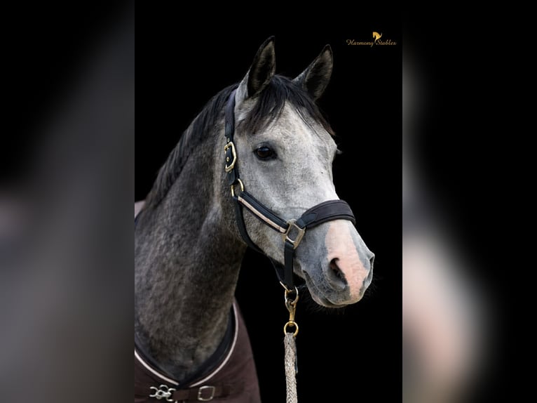 Pony tedesco Mix Castrone 6 Anni 155 cm Grigio in Margarethen am Moos