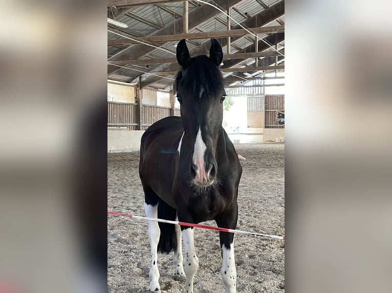 Pony tedesco Mix Castrone 6 Anni 155 cm Pezzato in Würzburg