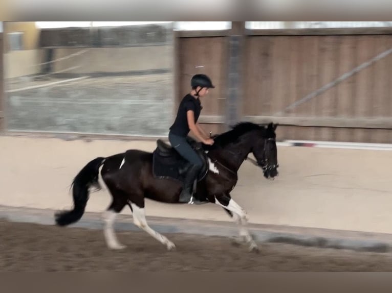Pony tedesco Mix Castrone 6 Anni 155 cm Pezzato in Würzburg