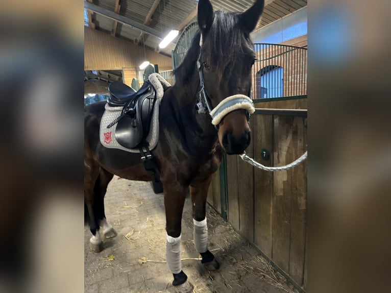 Pony tedesco Castrone 6 Anni 158 cm Baio in Dettenheim