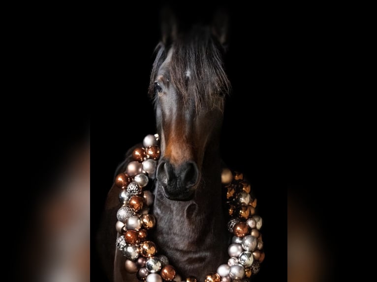 Pony tedesco Castrone 6 Anni 158 cm Baio in Dettenheim