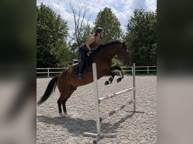 Pony tedesco Castrone 6 Anni 158 cm Baio in Dettenheim