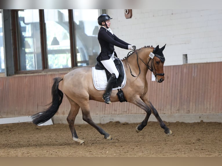 Pony tedesco Castrone 6 Anni 158 cm Falbo in Ennepetal