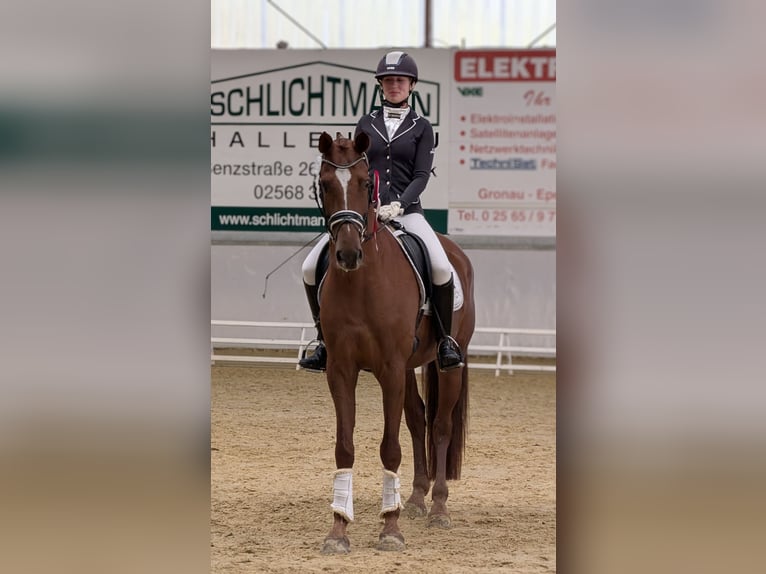 Pony tedesco Castrone 6 Anni 161 cm Sauro in Heek