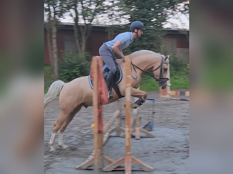 Pony tedesco Castrone 6 Anni Palomino in Schenefeld