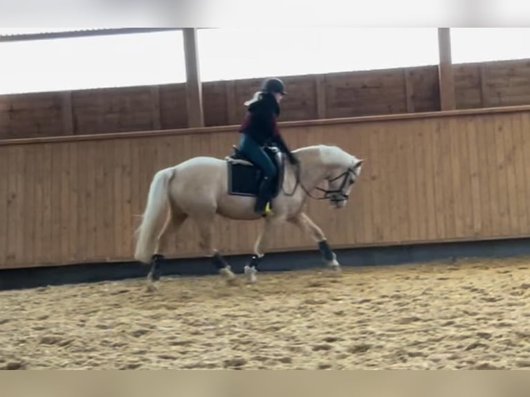 Pony tedesco Castrone 6 Anni Palomino in Schenefeld