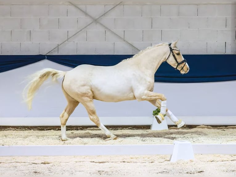 Pony tedesco Castrone 6 Anni Palomino in Schenefeld