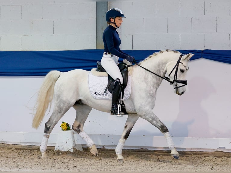 Pony tedesco Castrone 7 Anni 138 cm Grigio in Marsberg