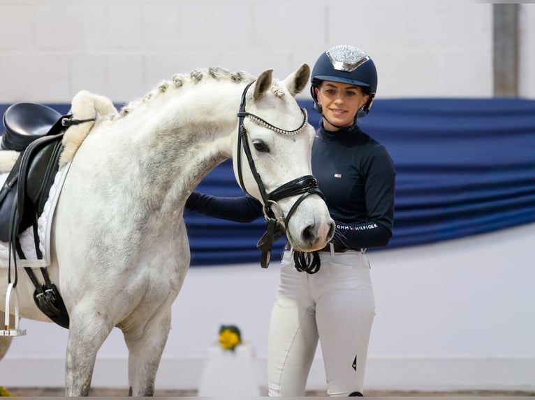 Pony tedesco Castrone 7 Anni 138 cm Grigio in Marsberg