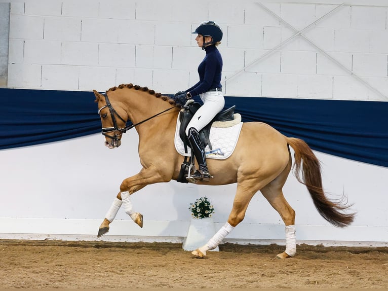 Pony tedesco Castrone 7 Anni 140 cm Falbo in Marsberg