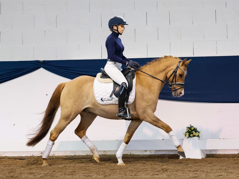 Pony tedesco Castrone 7 Anni 140 cm Falbo in Marsberg