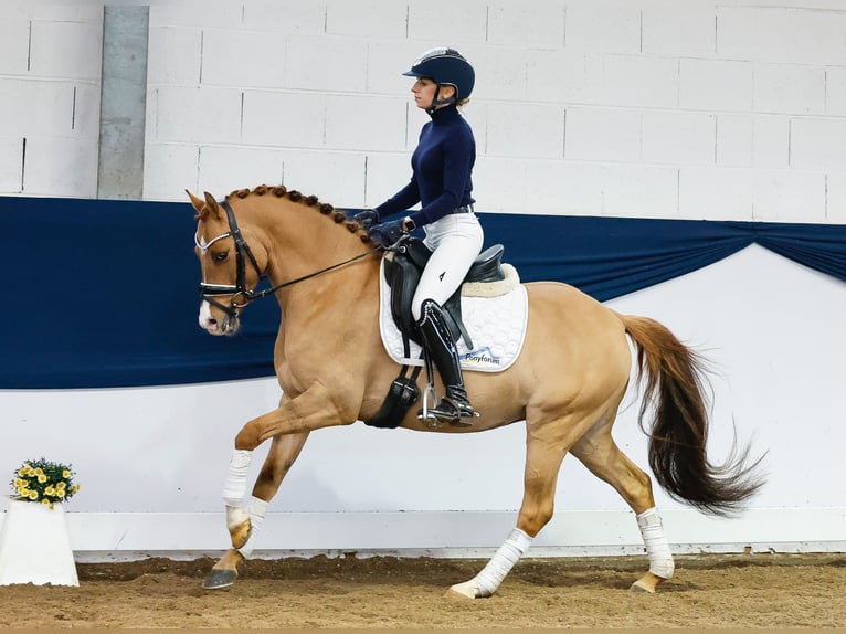 Pony tedesco Castrone 7 Anni 140 cm Falbo in Marsberg