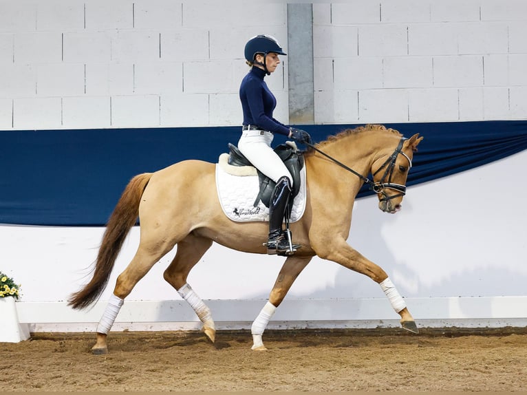 Pony tedesco Castrone 7 Anni 140 cm Falbo in Marsberg