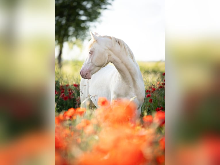 Pony tedesco Castrone 7 Anni 142 cm Cremello in Bergheim