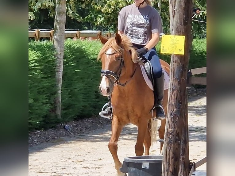 Pony tedesco Mix Castrone 7 Anni 142 cm Sauro in Kaldenkirchen
