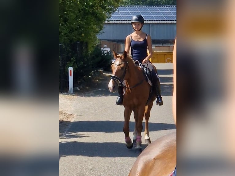Pony tedesco Mix Castrone 7 Anni 142 cm Sauro in Kaldenkirchen