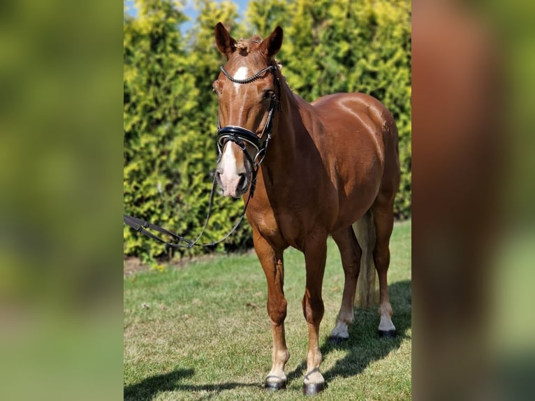 Pony tedesco Mix Castrone 7 Anni 142 cm Sauro in Kaldenkirchen