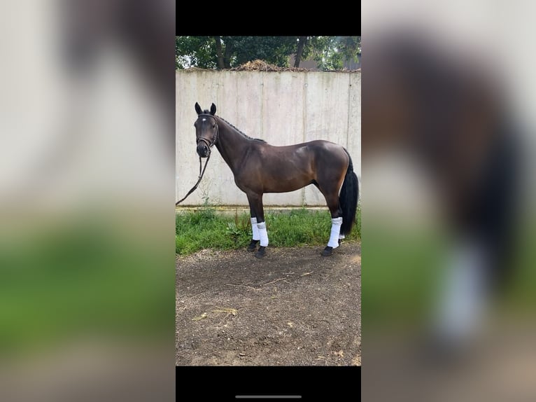 Pony tedesco Castrone 7 Anni 143 cm Baio nero in Karlsruhe