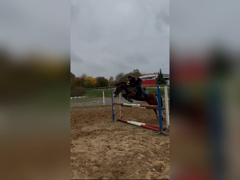 Pony tedesco Castrone 7 Anni 144 cm Baio in Ollndorf