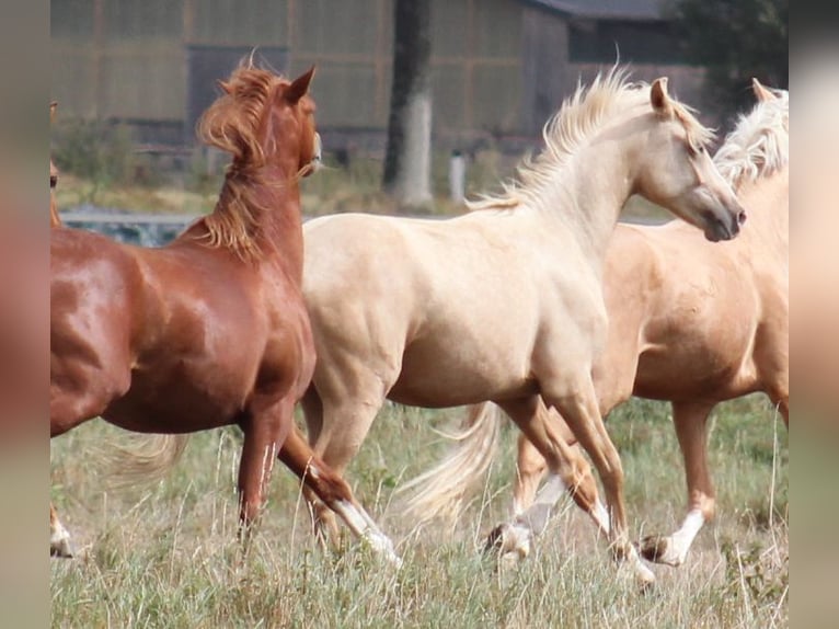 Pony tedesco Castrone 7 Anni 144 cm Palomino in T&#xF6;nisvorst
