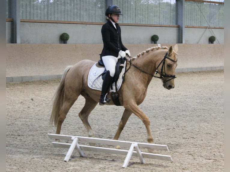 Pony tedesco Castrone 7 Anni 144 cm Palomino in T&#xF6;nisvorst