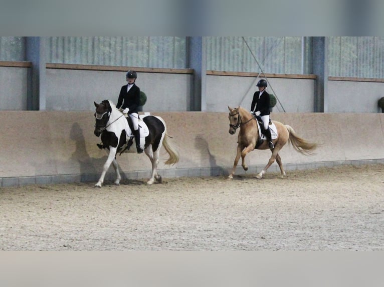 Pony tedesco Castrone 7 Anni 144 cm Palomino in T&#xF6;nisvorst