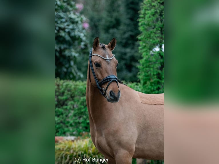 Pony tedesco Castrone 7 Anni 145 cm Baio in Friesoythe