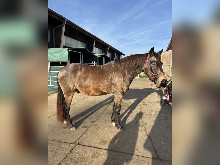 Pony tedesco Mix Castrone 7 Anni 145 cm Falbo in Itzgrund