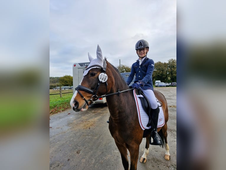 Pony tedesco Castrone 7 Anni 146 cm Baio in Kevelaer