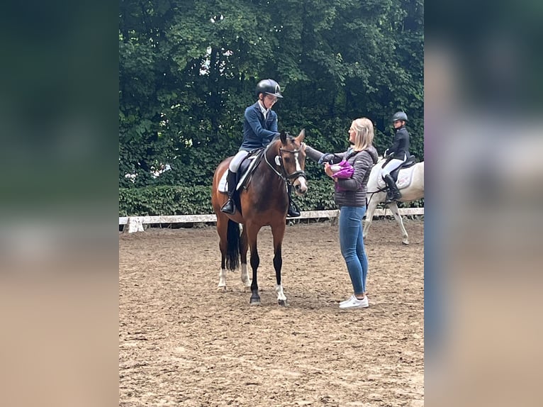 Pony tedesco Castrone 7 Anni 146 cm Baio in Kevelaer