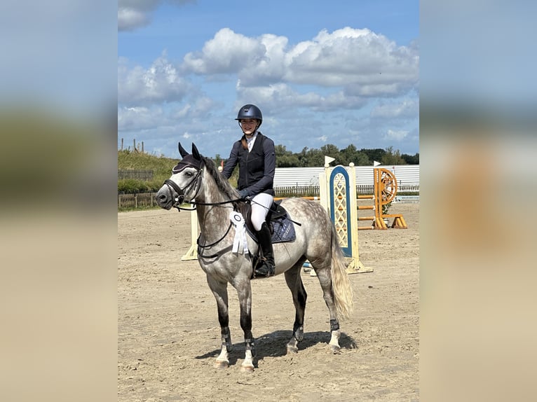 Pony tedesco Castrone 7 Anni 146 cm Grigio in Hoffeld