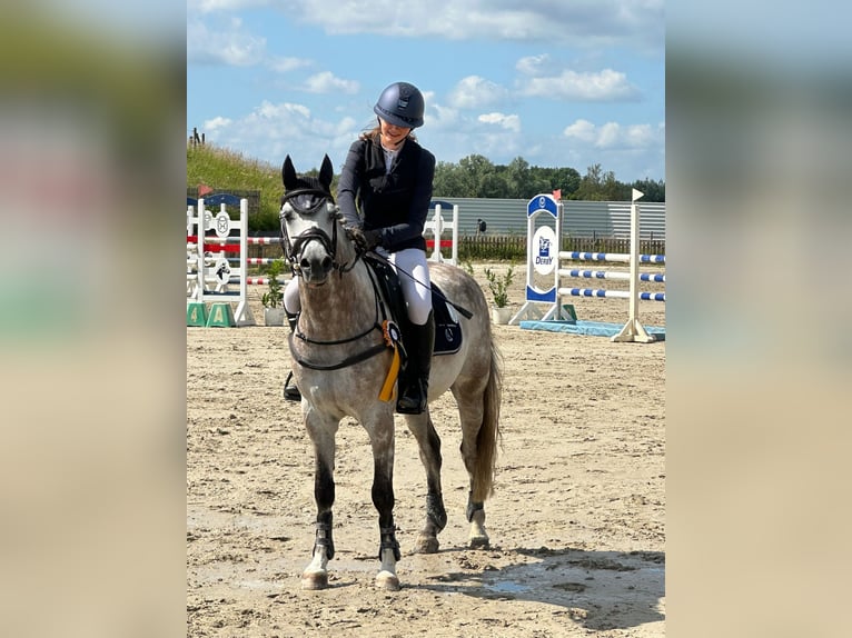 Pony tedesco Castrone 7 Anni 146 cm Grigio in Hoffeld