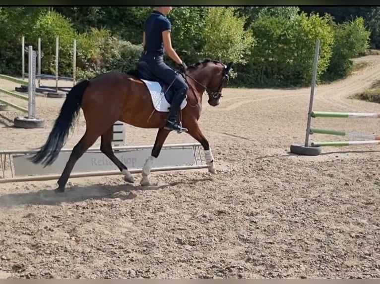 Pony tedesco Castrone 7 Anni 147 cm Baio in Sinsheim