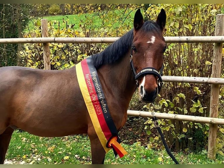 Pony tedesco Castrone 7 Anni 147 cm Baio in Sinsheim