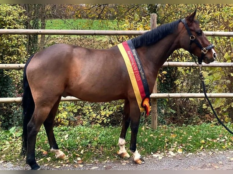 Pony tedesco Castrone 7 Anni 147 cm Baio in Sinsheim