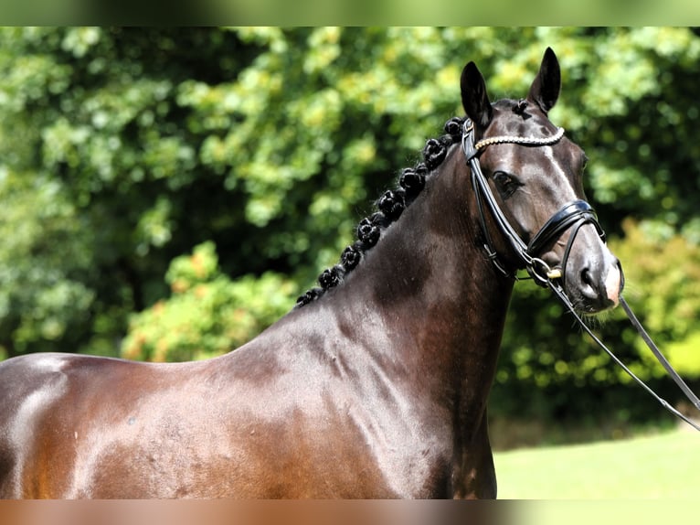 Pony tedesco Castrone 7 Anni 147 cm Morello in Rehburg-Loccum M&#xFC;nchehagenLoccum