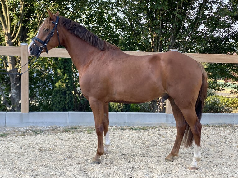 Pony tedesco Castrone 7 Anni 147 cm Sauro in Iggingen