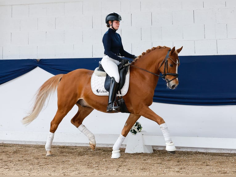 Pony tedesco Castrone 7 Anni 147 cm Sauro in Marsberg