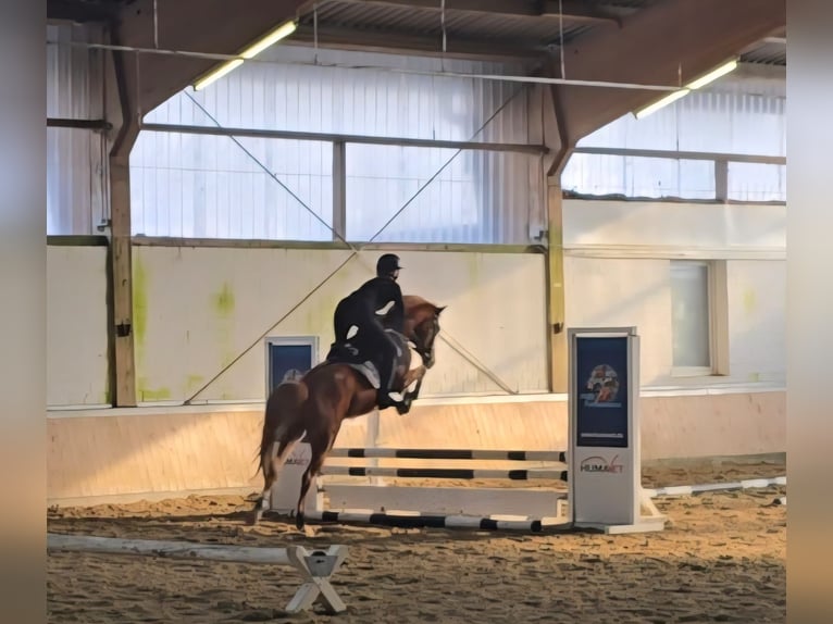 Pony tedesco Castrone 7 Anni 147 cm Sauro in Preußisch Oldendorf