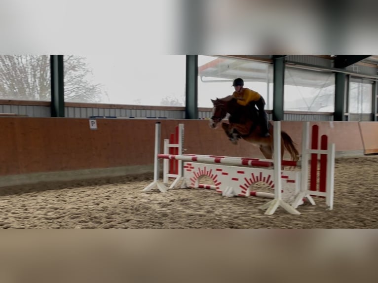 Pony tedesco Castrone 7 Anni 147 cm Sauro in Preußisch Oldendorf