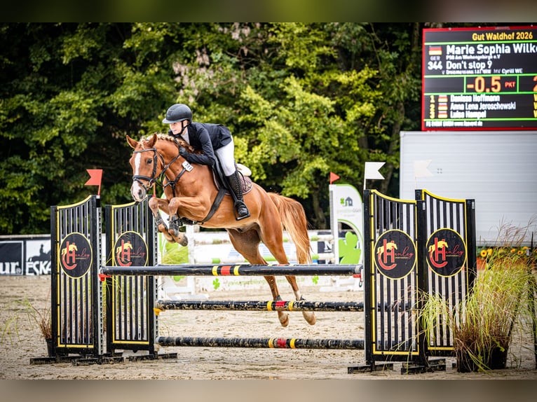 Pony tedesco Castrone 7 Anni 147 cm Sauro in Preußisch Oldendorf