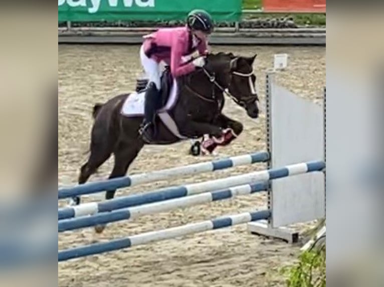 Pony tedesco Castrone 7 Anni 147 cm Sauro scuro in Fellbach