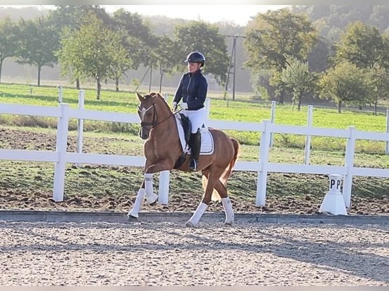 Pony tedesco Castrone 7 Anni 148 cm Falbo in Recke, bei Osnabrück