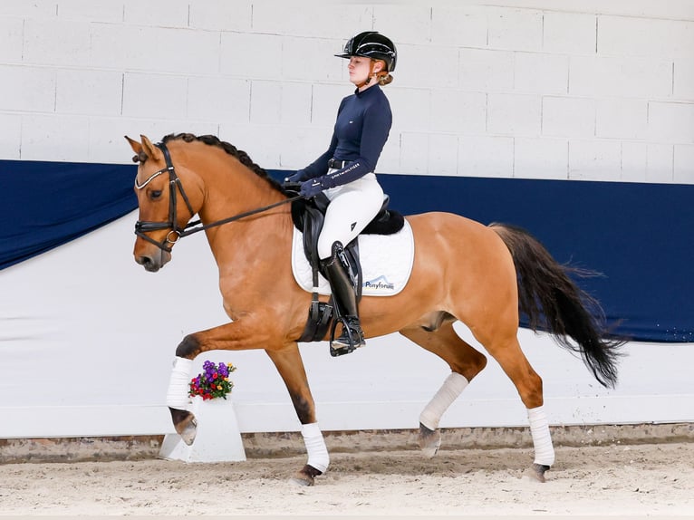 Pony tedesco Castrone 7 Anni 148 cm Falbo in Marsberg
