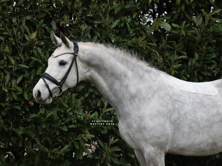 Pony tedesco Castrone 7 Anni 148 cm Grigio in Recke, bei Osnabrück