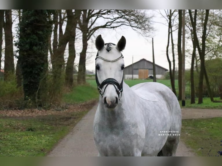 Pony tedesco Castrone 7 Anni 148 cm Grigio in Recke, bei Osnabrück