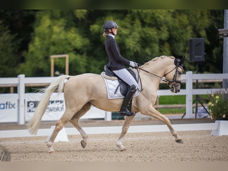 Pony tedesco Castrone 7 Anni 148 cm Palomino in Lengwil