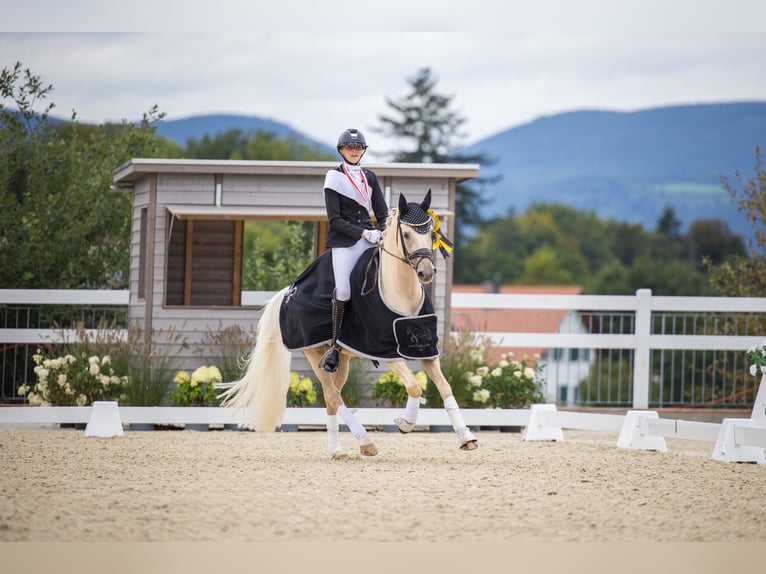 Pony tedesco Castrone 7 Anni 148 cm Palomino in Lengwil
